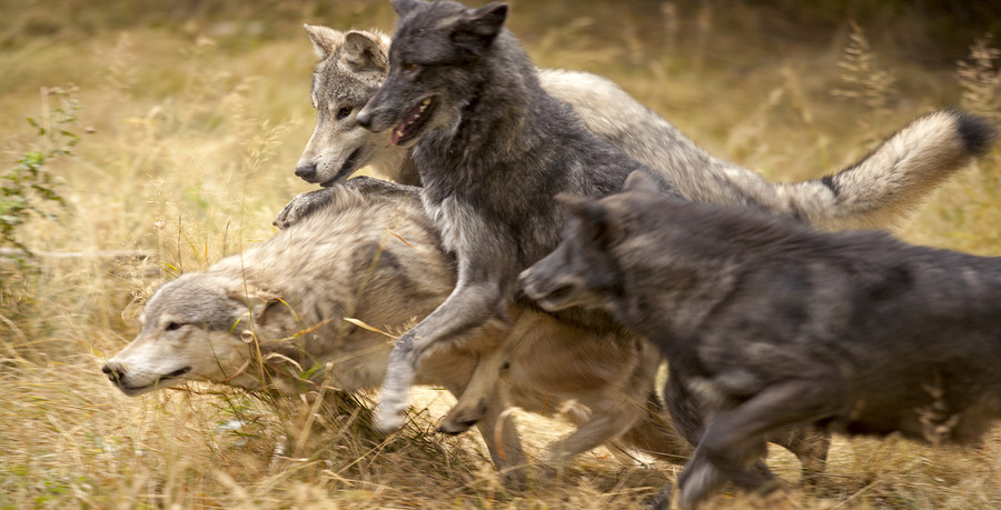 Wolf hunters. Волк Чейза. Harlan Wolf Pack. Jared Wolf Wolf Pack.